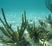 Shallow Coral Reef